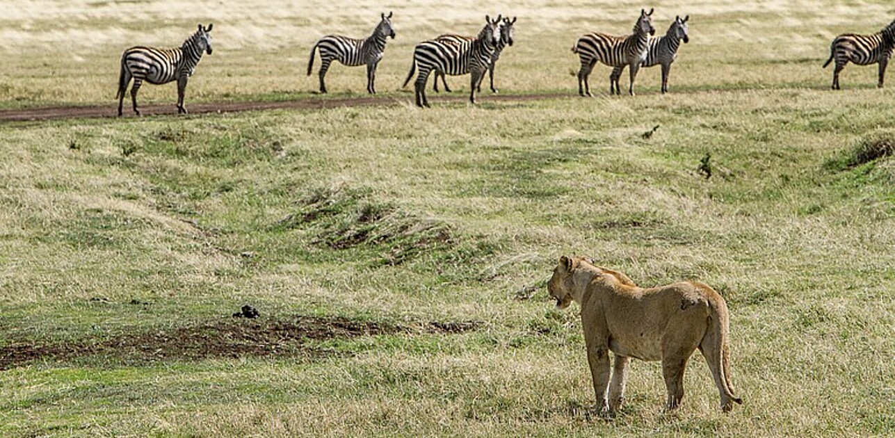 Lion observing zebras in steppe.